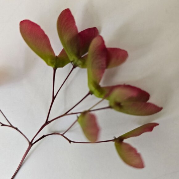 30 Red Japanese Maple Tree Seeds - Acer Palmatum - Picture 12 of 16